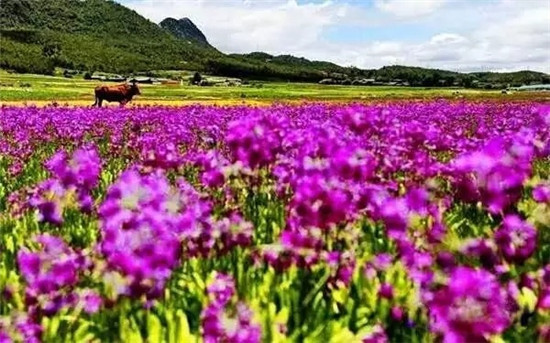 南溪村花海