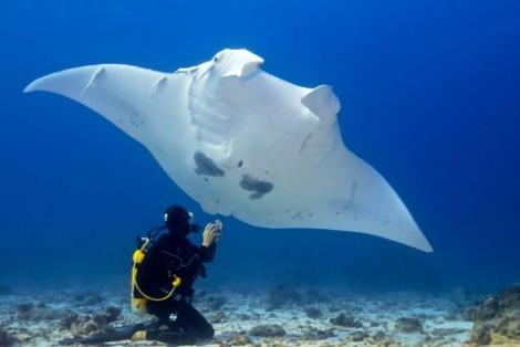 标志性的海洋生物