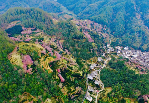 漫山遍野梅若红云（图源：@旌阳）