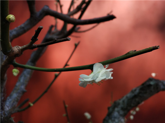 (花桩百样殊 摄影/王璐)