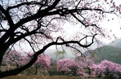 三月，棋盘山十里花海斗艳吐芳