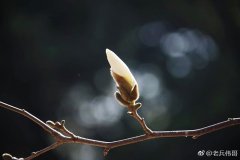 花开寂寞，才是至美——大连，玉兰花开