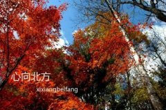 北方——春花夏草秋叶冬雪皆美景