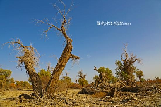 【大美新疆】胡杨林里的秋日童话