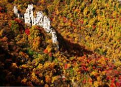 醉美金秋白石山 重阳登高“桦枫情”
