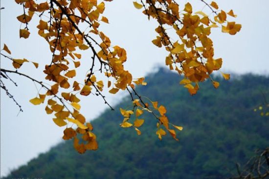 近看银杏 图:新浪博主/七月娃娃