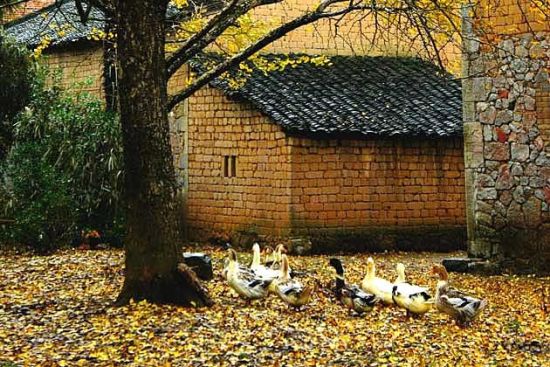 村中典型的风景 图:新浪博主/七月娃娃