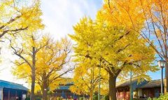 寿县古城的这些“国宝”银杏 颜值简直逆天