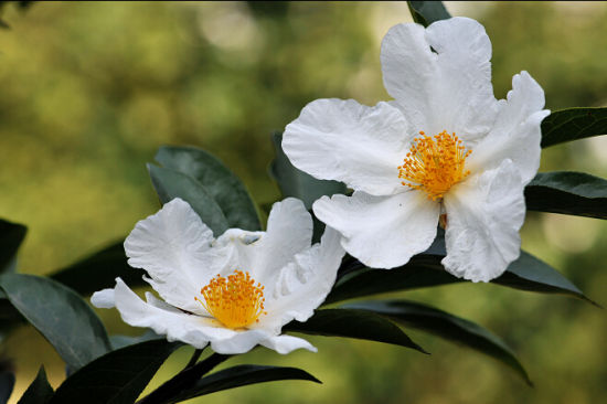 盛放的博白大果油茶花 图:新浪博主/嵩山老猴